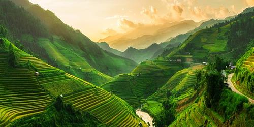 Vietnam rice fields_crop